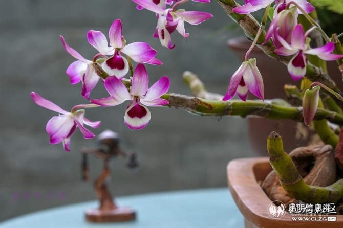 網(wǎng)友“雨中水蓮”投稿作品《花園花語——我的金釵》