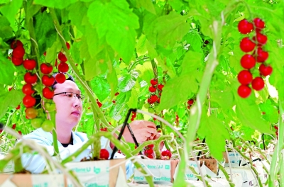 統(tǒng)籌發(fā)揮市場和政府作用 決戰(zhàn)決勝脫貧攻堅 統(tǒng)籌發(fā)揮市場和政府作用 決戰(zhàn)決勝脫貧攻堅