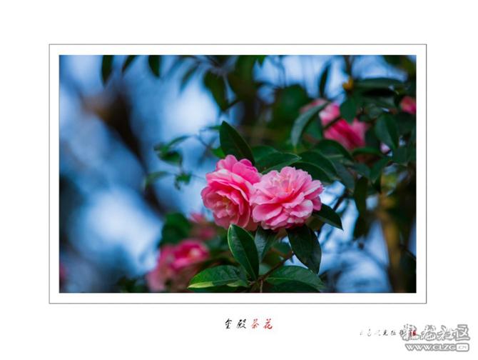 山茶花 網(wǎng)友“wzzhn67”攝 山茶花 網(wǎng)友“wzzhn67”攝