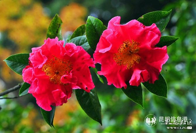 云南山茶 網(wǎng)友“周三火”攝 云南山茶 網(wǎng)友“周三火”攝