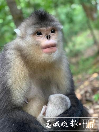 《滇金絲猴3》紀錄片重回當年的營地拍攝