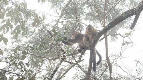 《滇金絲猴3》紀錄片重回當年的營地拍攝