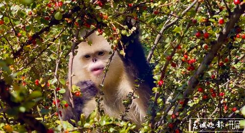 《滇金絲猴3》紀錄片重回當年的營地拍攝