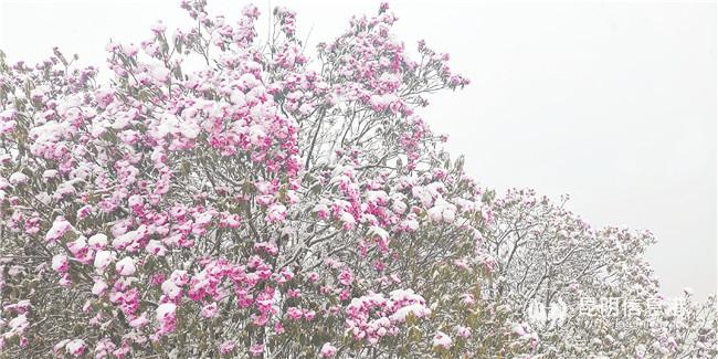 微信圖片_20200425210233 微信圖片_20200425210233