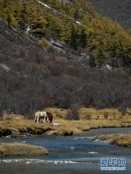(圖文互動)(1)四川稻城“美麗蝶變”