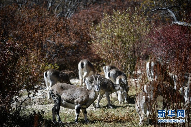 (圖文互動)(4)四川稻城“美麗蝶變”