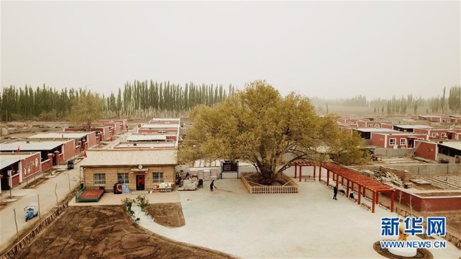 (決戰(zhàn)決勝脫貧攻堅(jiān)·圖文互動(dòng))(1)記者手記:塔里木盆地的“感恩樹”
