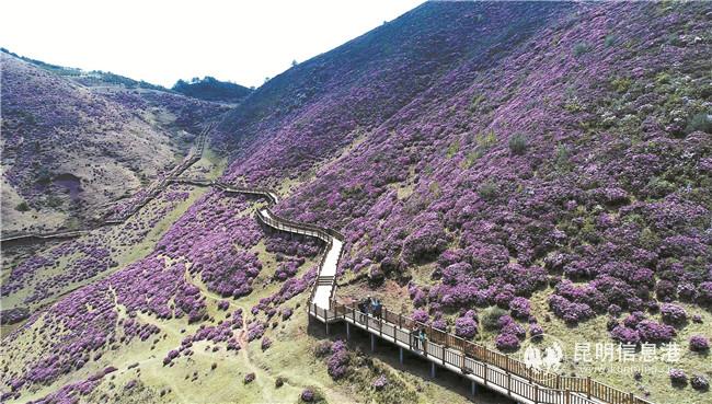 馬鹿塘杜鵑花海 (2)