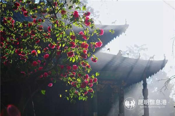 “殿前紅”九心十八瓣品種的云南山茶花。