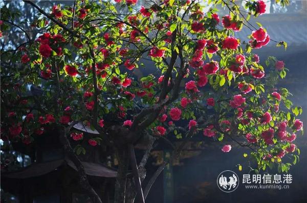 九心十八瓣品種的云南山茶花。