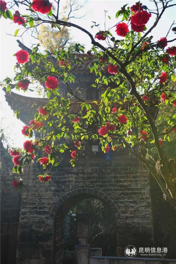 生長(zhǎng)在金殿銅殿前的云南古山茶樹(shù)，被民間譽(yù)為“殿前紅”的九心十八瓣品種。