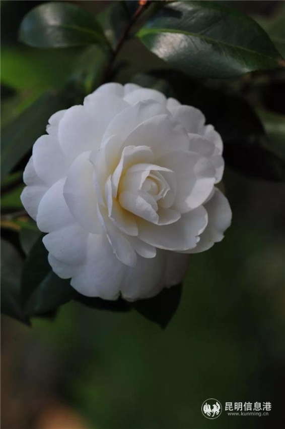 圖說(shuō)：此白色品種為‘白雪塔’。