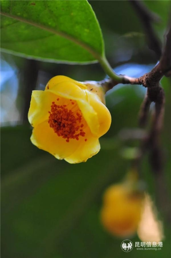 圖說(shuō)：此黃色品種為‘金花茶’。