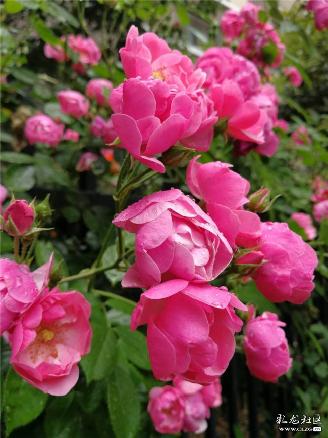 網(wǎng)友“Jennyzhang”投稿作品《心藏一座花園，生活便是一道風景》 (2)