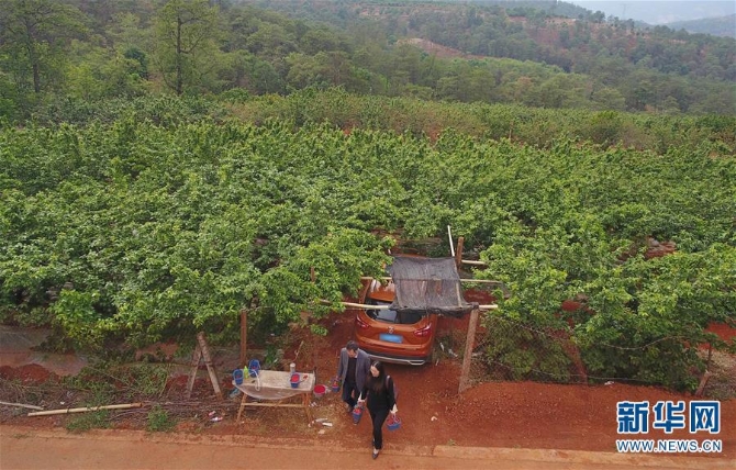 （經(jīng)濟(jì)）（2）云南富民：櫻桃豐產(chǎn) 農(nóng)民增收