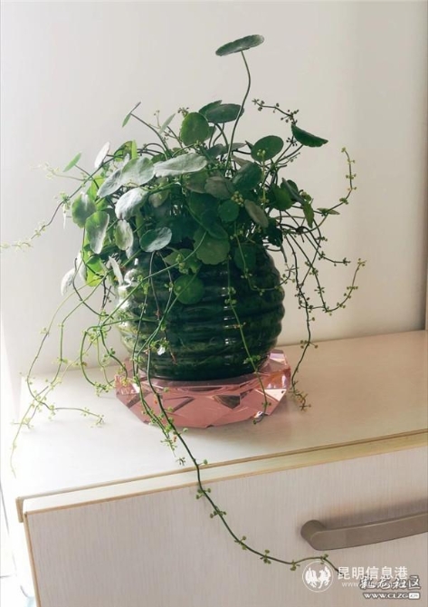 網(wǎng)友“風(fēng)的顏色”投稿作品《我的花樣生活》2