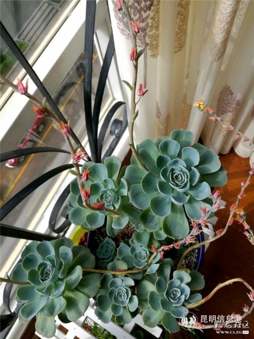 網(wǎng)友“風(fēng)的顏色”投稿作品《我的花樣生活》3