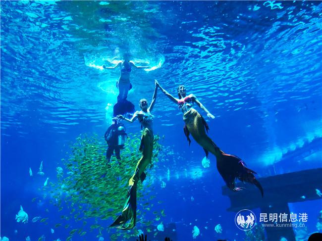 融創(chuàng)水世界美人魚表演