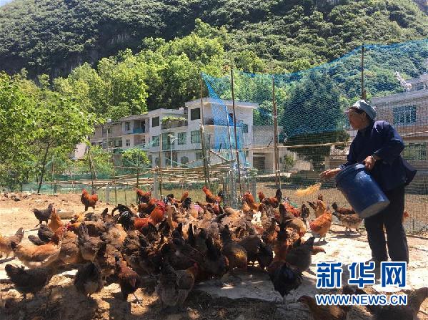 (決戰(zhàn)決勝脫貧攻堅·圖文互動)(1)貴州一個極貧鄉(xiāng)鎮(zhèn)的產(chǎn)業(yè)變遷