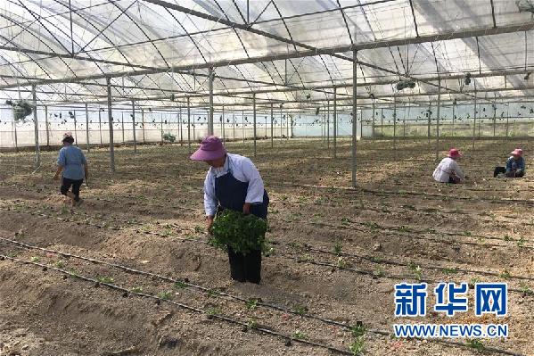 (決戰(zhàn)決勝脫貧攻堅·圖文互動)(2)貴州一個極貧鄉(xiāng)鎮(zhèn)的產(chǎn)業(yè)變遷