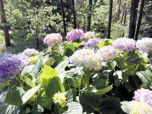 繡球花展很受市民青睞。供圖