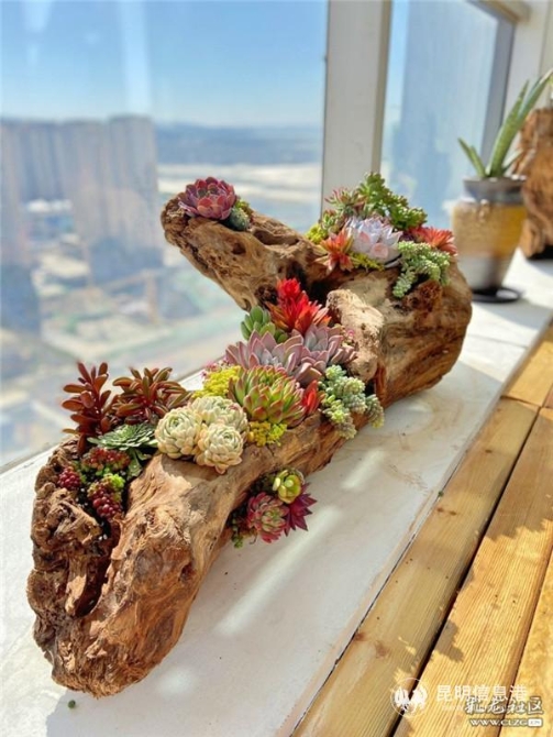 張先容多肉組盆作品 (1) 張先容多肉組盆作品 (1)