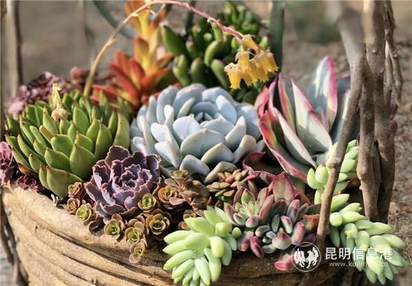 張先容多肉組盆作品 張先容多肉組盆作品