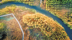 南滇池濕地公園。 本版圖片除署名外均為昆明滇池投資有限責(zé)任公司供圖