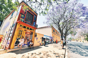 有“昆明藍(lán)”做背景，每種花都艷麗。 記者王俊星攝