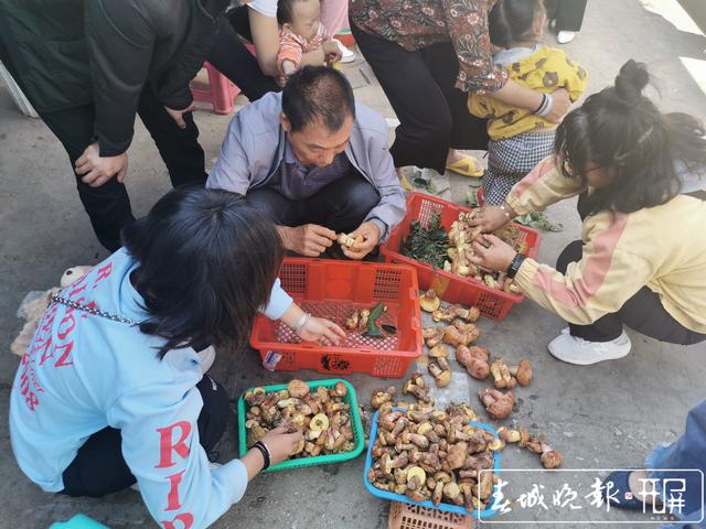 昆明野生菌日交易量增至400公斤