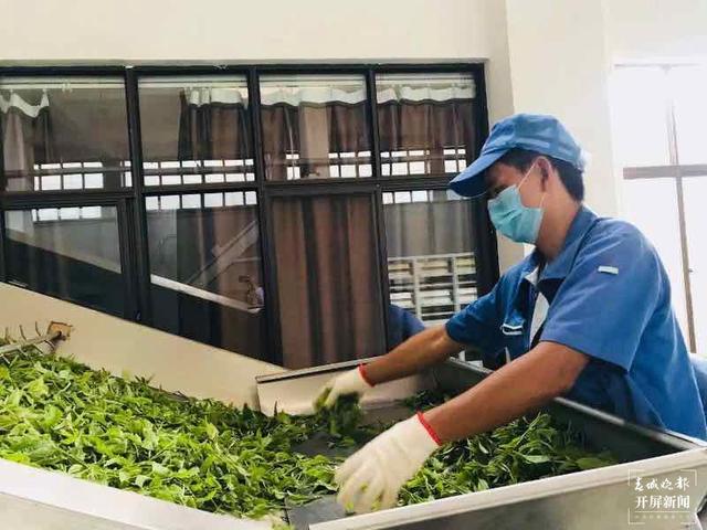 云南“云茶倉”項目啟動 實現(xiàn)茶葉管理智能化