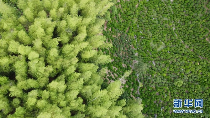 （新華全媒頭條·圖文互動）（8）問“江”哪得清如許——生態(tài)文明建設的“新安江實踐”