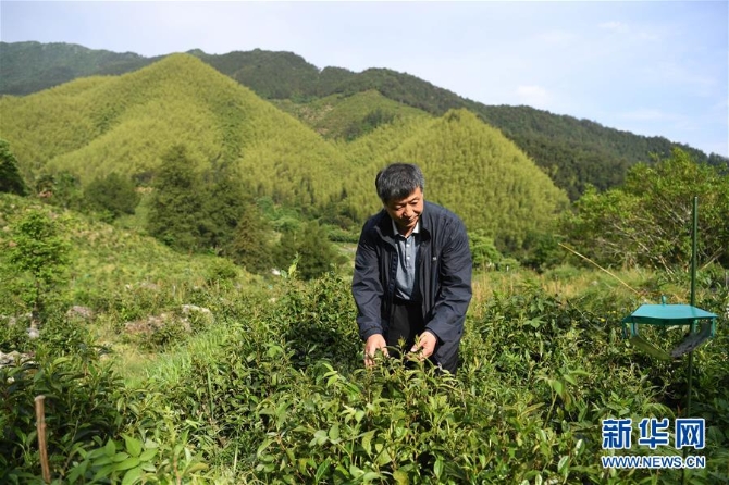 （新華全媒頭條·圖文互動）（11）問“江”哪得清如許——生態(tài)文明建設的“新安江實踐”