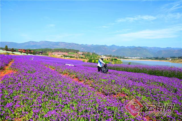 云南彌勒千畝馬鞭花開了6.jpg
