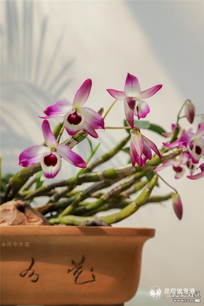 金釵石斛花 雨中水蓮攝 金釵石斛花 雨中水蓮攝