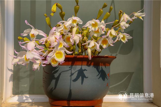 蜂腰石斛 雨中水蓮攝 蜂腰石斛 雨中水蓮攝