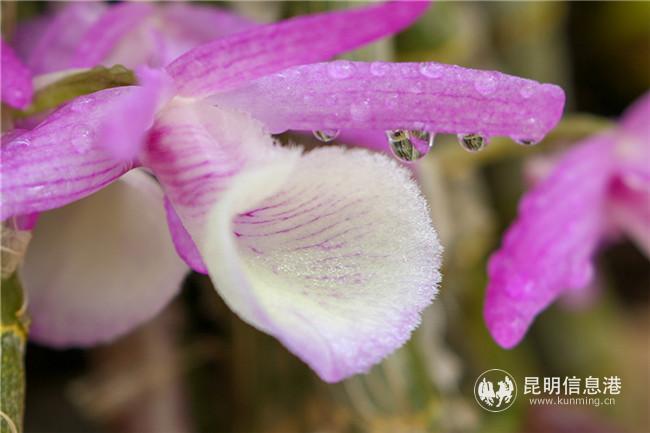 報(bào)春石斛 雨中水蓮攝 報(bào)春石斛 雨中水蓮攝