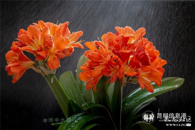 家中的君子蘭 雨中水蓮攝 家中的君子蘭 雨中水蓮攝