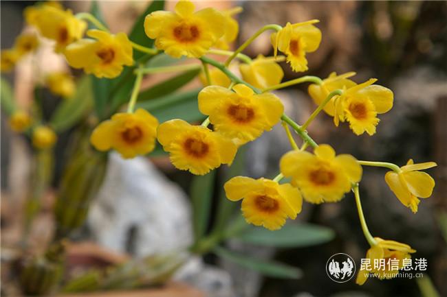 鼓槌石斛 雨中水蓮攝 鼓槌石斛 雨中水蓮攝