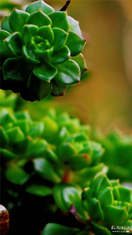 多肉 網(wǎng)友“毛哥”攝