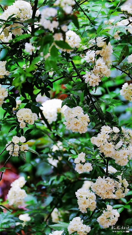 白木香 網(wǎng)友“毛哥”攝