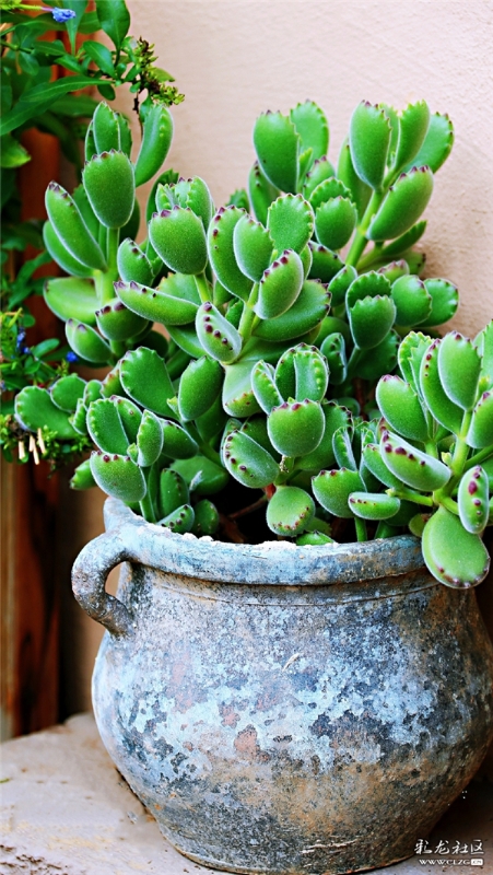 多肉 網(wǎng)友“毛哥”攝（2）