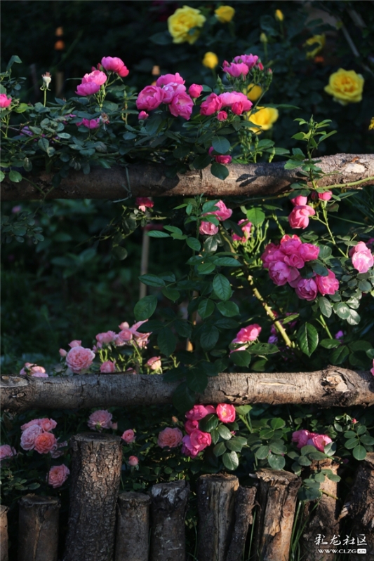 月季 網(wǎng)友“毛哥”攝（2）