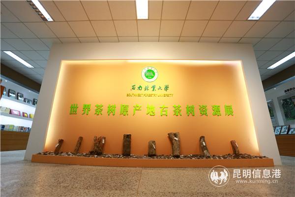 世界茶樹原產(chǎn)地古茶樹資源展(1) 世界茶樹原產(chǎn)地古茶樹資源展(1)