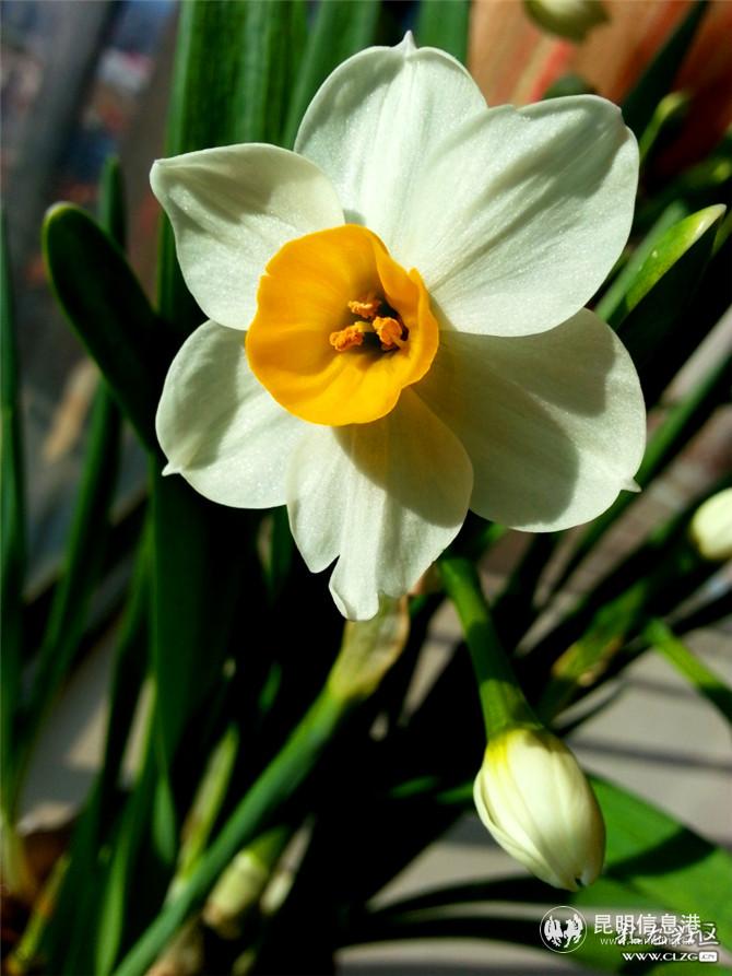 水仙花 網(wǎng)友“ziran” 攝 水仙花 網(wǎng)友“ziran” 攝