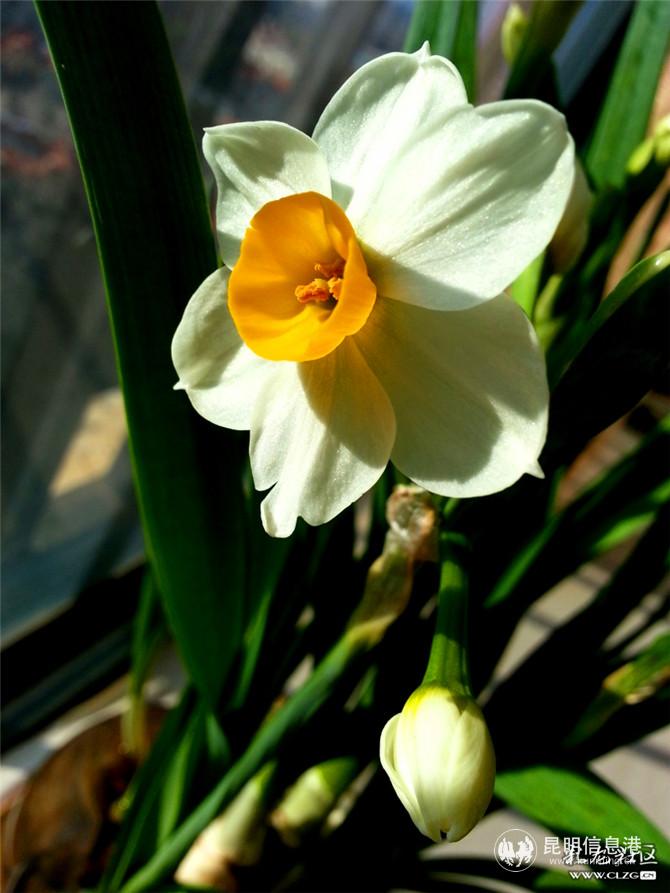 水仙花 網(wǎng)友“ziran” 攝(2) 水仙花 網(wǎng)友“ziran” 攝(2)