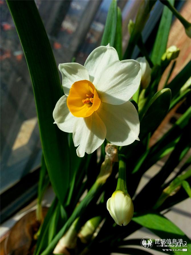 水仙花 網(wǎng)友“ziran” 攝(3) 水仙花 網(wǎng)友“ziran” 攝(3)