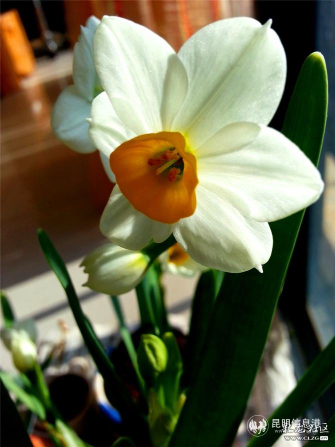 水仙花 網(wǎng)友“ziran” 攝(4) 水仙花 網(wǎng)友“ziran” 攝(4)