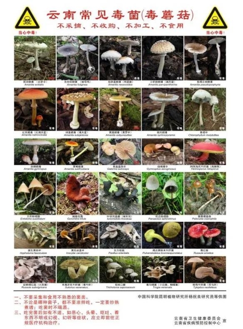 提高安全意識！省衛(wèi)生健康委發(fā)布預(yù)防野生菌中毒預(yù)警公告