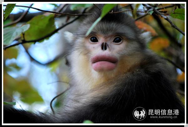 滇金絲猴